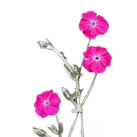 Bársony kakukkszegfű vetőmag, 1 g Vadvirágom sorozat