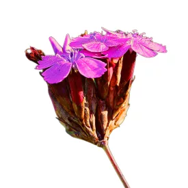 Magyar szegfű vetőmag, 0,1g Vadvirágom sorozat