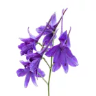 Mezei szarkaláb vetőmag, 1 g, Vadvirágom sorozat