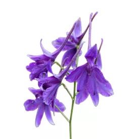 Mezei szarkaláb vetőmag, 1 g, Vadvirágom sorozat