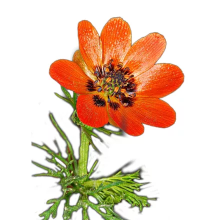 Nyári hérics vetőmag, 5 g Vadvirágom sorozat