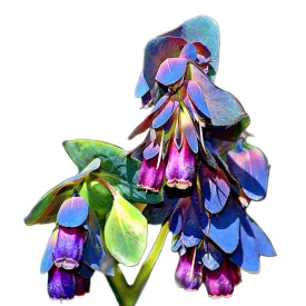 Szeplőlapu vetőmag, 1 g Vadvirágom sorozat