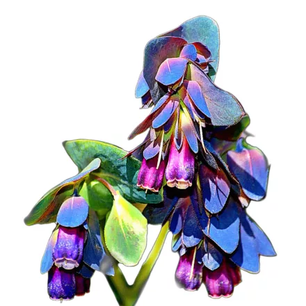 Szeplőlapu vetőmag, 1 g Vadvirágom sorozat