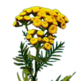 Gilisztaűző varádics vetőmag, 1 g, Vadvirágom sorozat