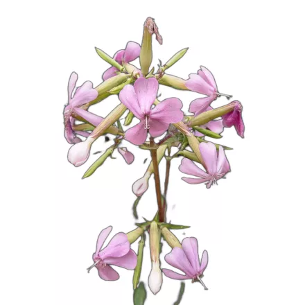 Orvosi szappanfű vetőmag, 1 g Vadvirágom sorozat