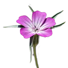 Konkoly vetőmag, 5 g, Vadvirágom sorozat