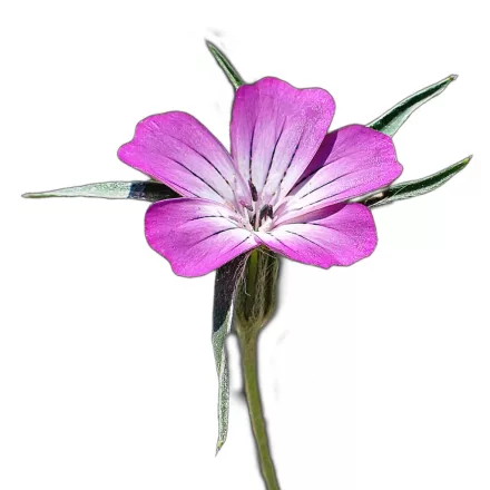 Konkoly vetőmag, 5 g, Vadvirágom sorozat