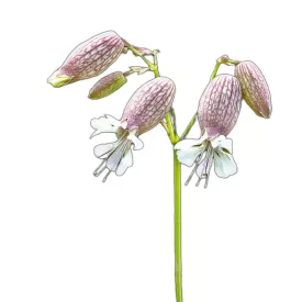 Hólyagos habszegfű vetőmag, 1 g Vadvirágom sorozat