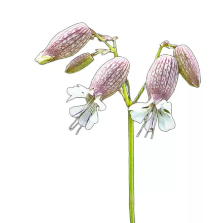 Hólyagos habszegfű vetőmag, 1 g Vadvirágom sorozat