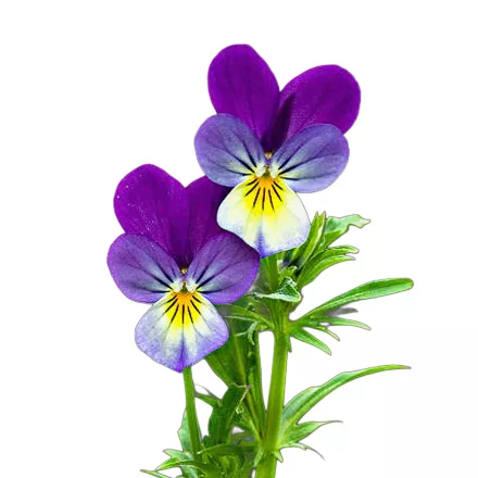 Háromszínű árvácska vetőmag, 0,5 g Vadvirágom sorozat