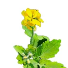 Vérehulló fecskefű vetőmag, 0,25 g Vadvirágom sorozat