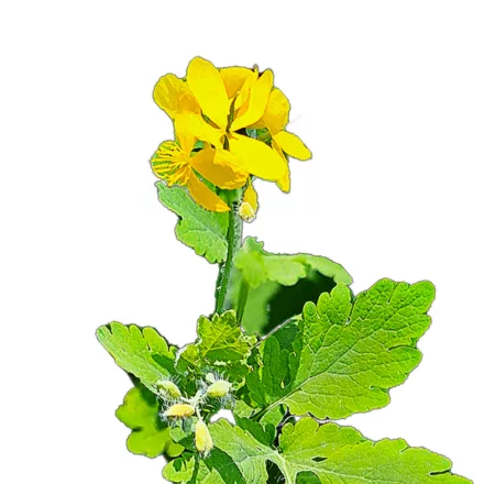 Vérehulló fecskefű vetőmag, 0,25 g Vadvirágom sorozat