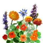 Veteményes őrangyal magkeverék 5g Vadvirágom