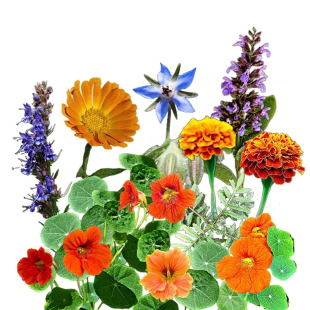 Veteményes őrangyal magkeverék 5g Vadvirágom