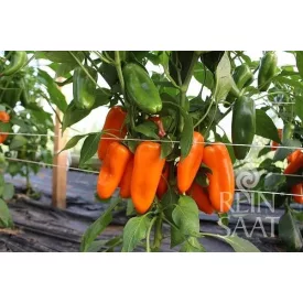 Amorino bio dinamikus paprika vetőmag, cca 10 mag