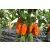Amorino bio dinamikus paprika vetőmag, cca 10 mag
