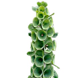 Kagylóvirág vetőmag, 1 g 