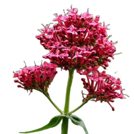 Piros sarkantyúvirág vetőmag, 0,25 g, Vadvirágom sorozat