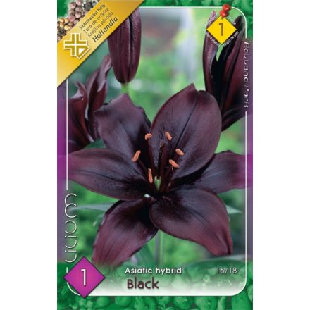 Asiatic hybrid Black liliom virághagyma, fekete 