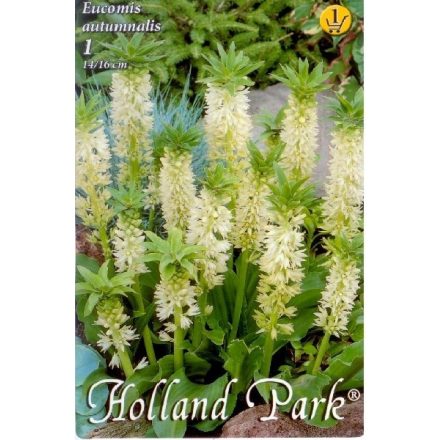 Eucomis autumnalis ananász liliom virághagyma