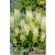 Eucomis autumnalis ananász liliom virághagyma