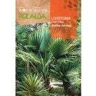 Ausztráliai legyező pálma vetőmag