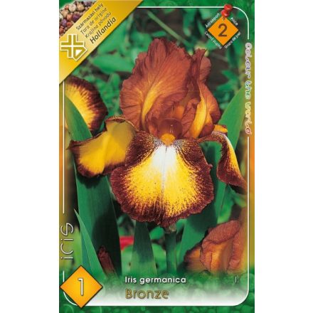 Bronze írisz (Iris Germanica) virághagyma 