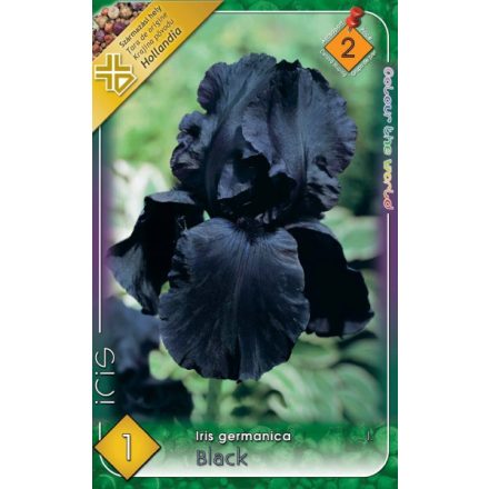 Black írisz (Iris Germanica ) virághagyma 