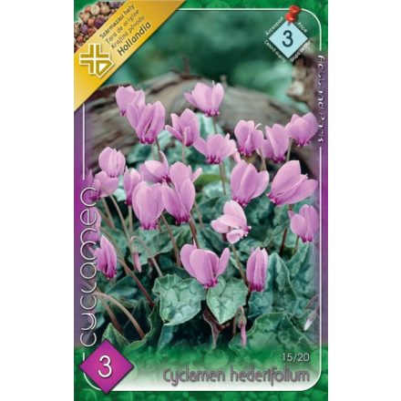 Borostyánlevelű ciklámen (Cyclamen Hederifolium) virághagyma