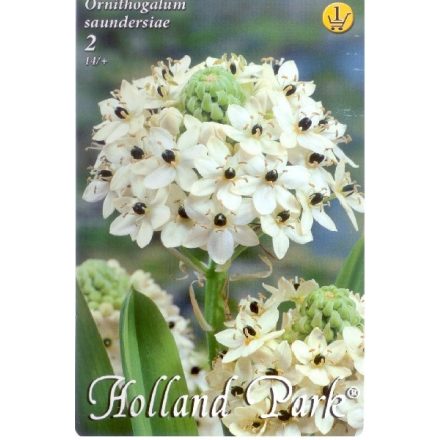 Madártej (Ornithogalum saundersiae) virághagyma