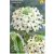 Madártej (Ornithogalum saundersiae) virághagyma