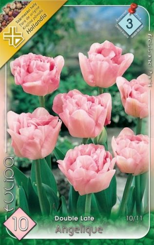 Angelique tulipán virághagyma, rózsaszín 
