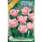 Angelique tulipán virághagyma