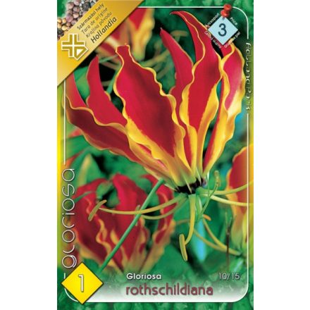 Rotschildiana koronásliliom (Gloriosa superba) virághagyma