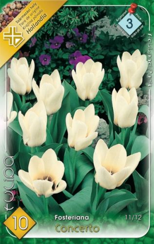 Concerto tulipán virághagyma