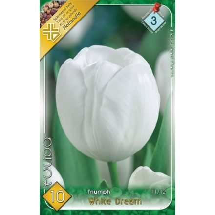 White Dream tulipán virághagyma 