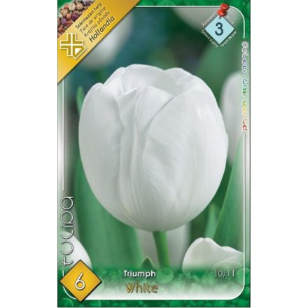 White Dream tulipán virághagyma 