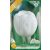 White Dream tulipán virághagyma 