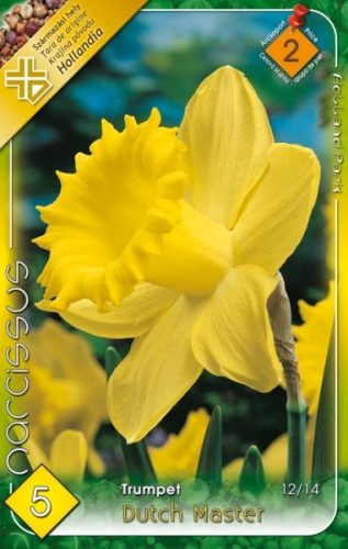 Dutch Master nárcisz virághagyma, sárga 