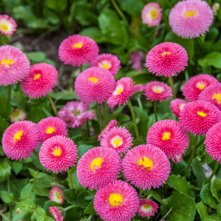 Kora tavaszi virágpompát a kertbe: Útmutató a márciusi ültetéshez