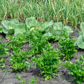 Kertészkedés áprilisban. Mit mutat a kert idén húsvétkor?