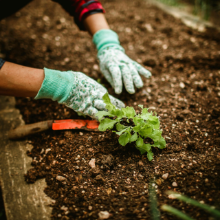 Vetőmagválasztás kezdőknek – hogyan találja meg a kertjéhez illő magokat?