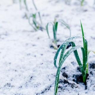 Zöldséges kert egész évben: A téli vetőmagok
